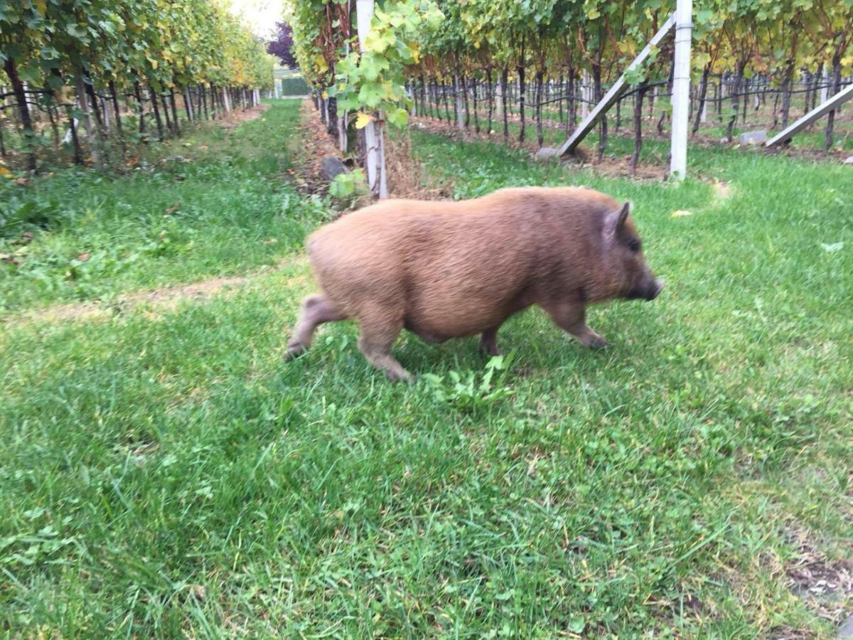 Lochererhof Daire Appiano Sulla Strada Del Vino Dış mekan fotoğraf