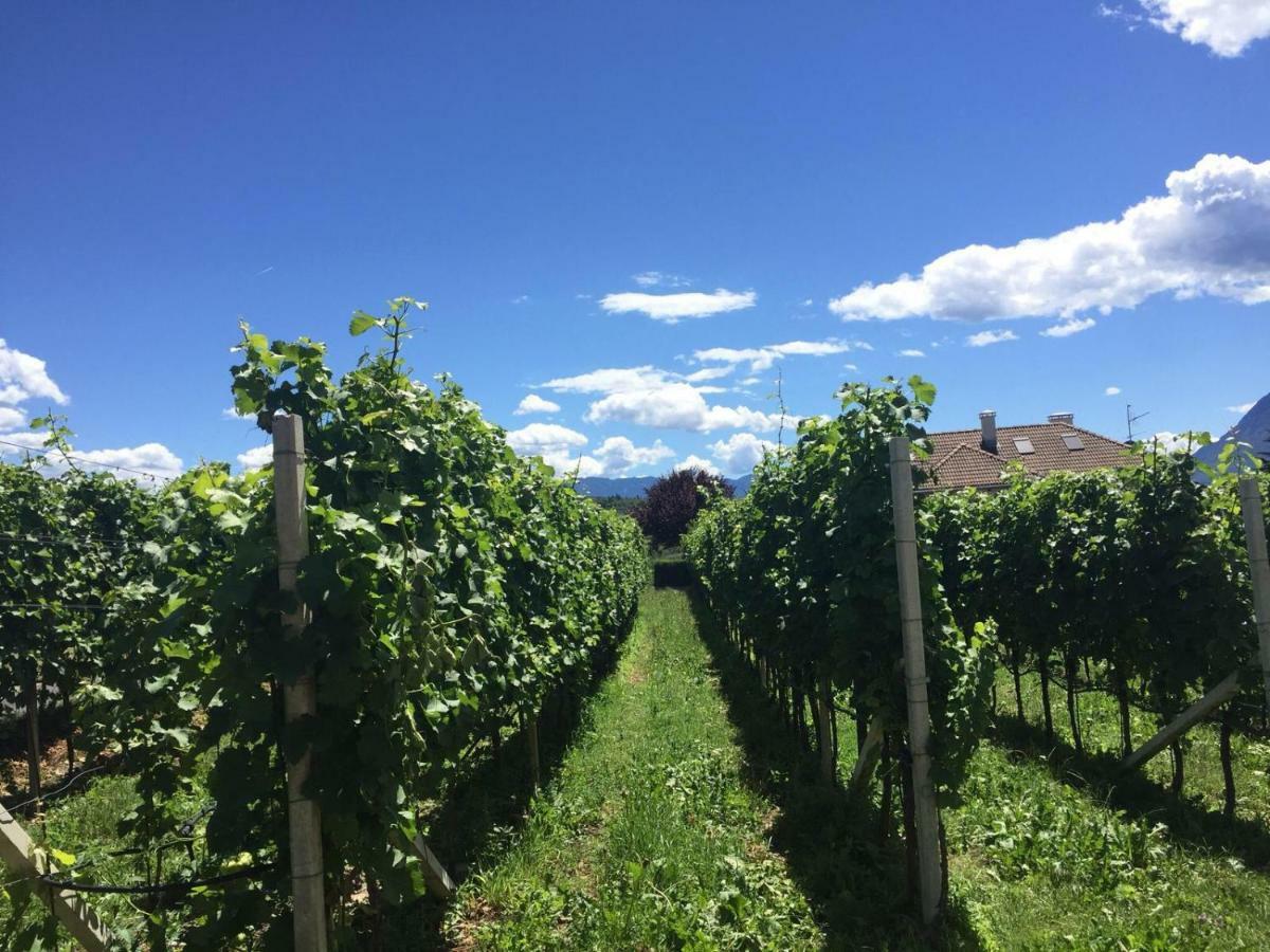 Lochererhof Daire Appiano Sulla Strada Del Vino Dış mekan fotoğraf