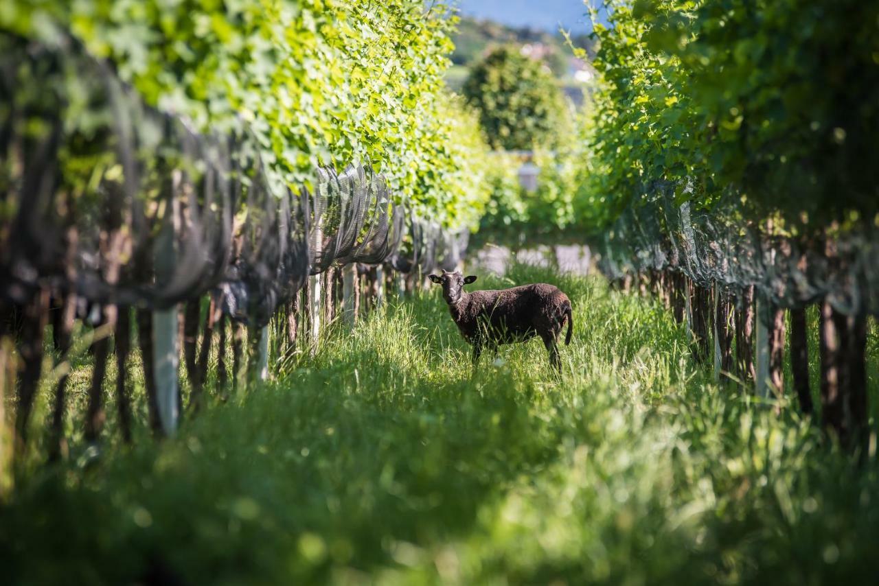 Lochererhof Daire Appiano Sulla Strada Del Vino Dış mekan fotoğraf